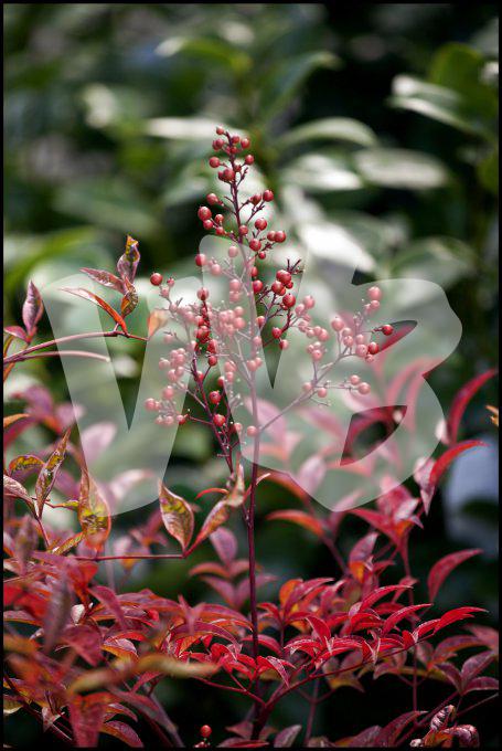 bloemen en planten vvbvanbree     1156